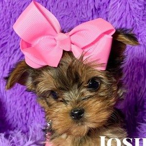 Meet your Posher, Lori